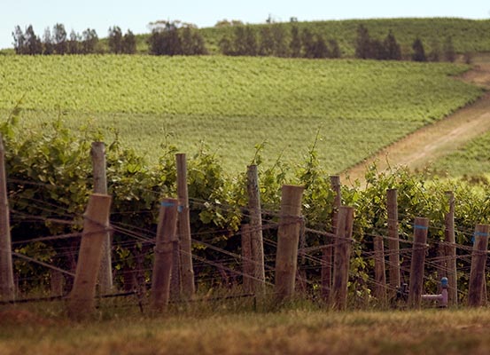 rolling hills of McLaren Vale