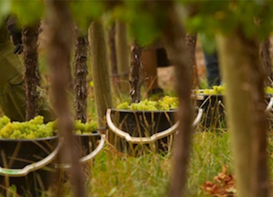 buckets with harvested white wine grapes
