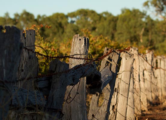 old vineyard fence at Langhorne Creek