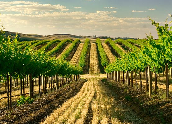 Looking down a vineyard at Clare Valley