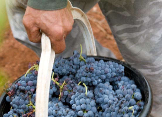 grapes being harvested