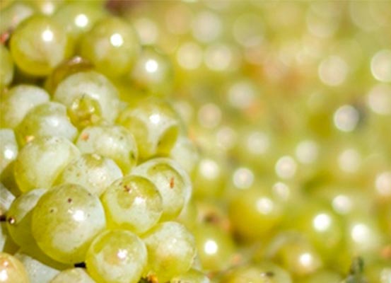 white wine grapes being prepared for crushing