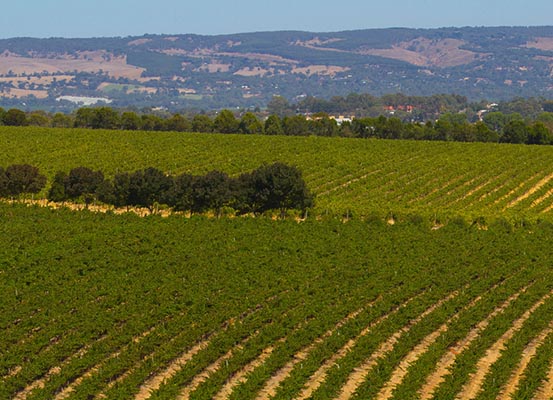 Soft Hills of the Barossa Valley