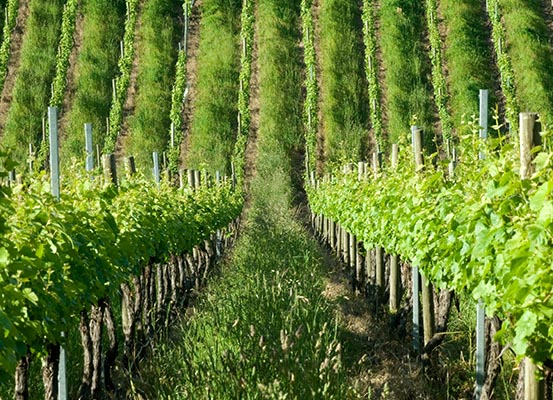 Vineyard with really green vines
