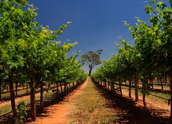 Beautiful green vineyard and blue sky