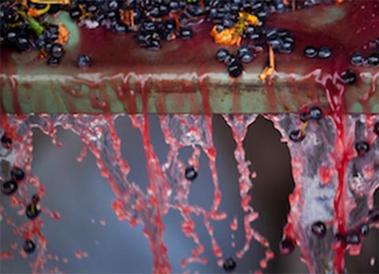 grape juice dripping whilst crushing grapes