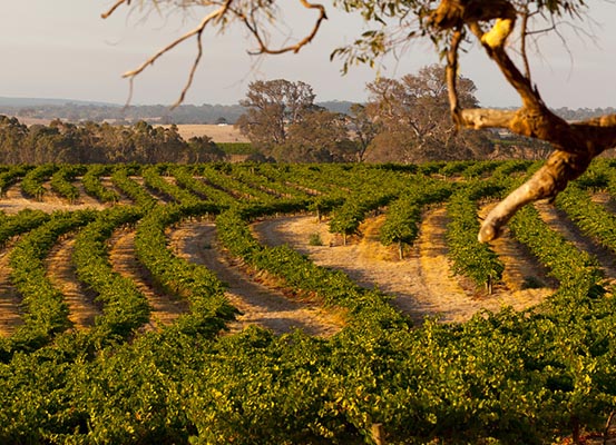 overlooking a vineyard from a hill